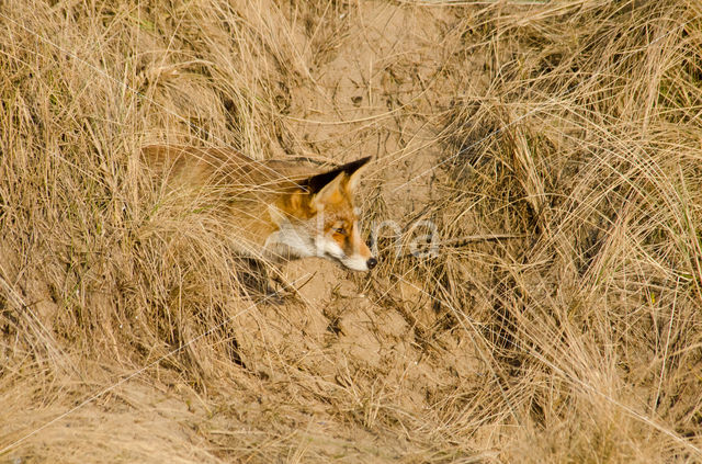 Fox (Vulpes vulpes)