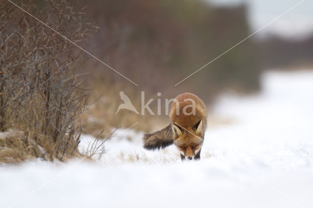 Fox (Vulpes vulpes)