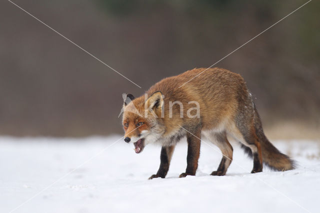 Fox (Vulpes vulpes)