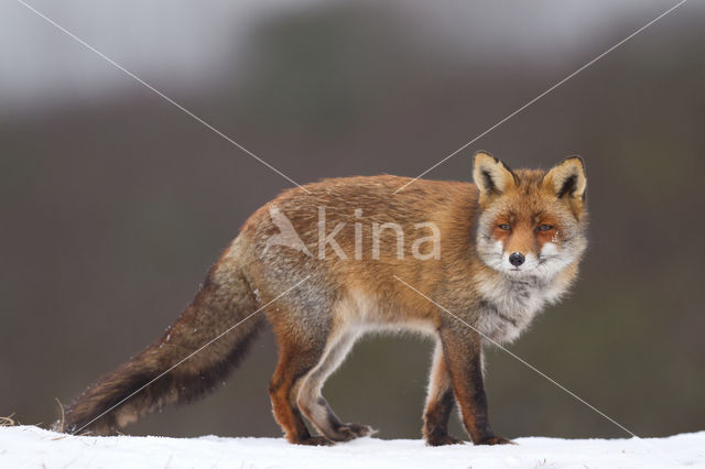 Fox (Vulpes vulpes)