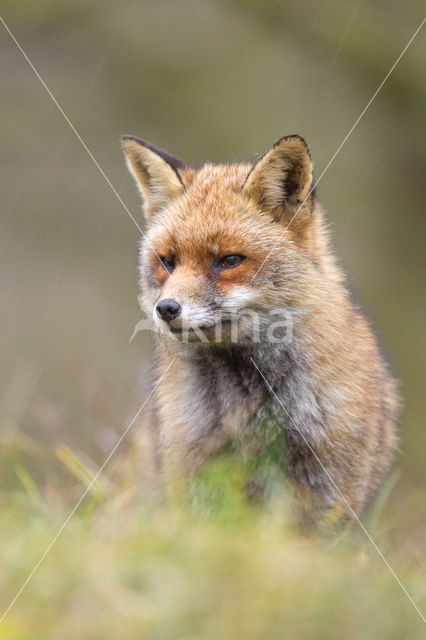 Vos (Vulpes vulpes)