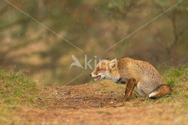 Vos (Vulpes vulpes)