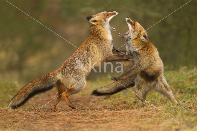 Vos (Vulpes vulpes)