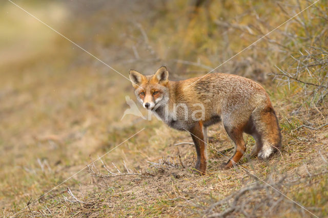 Vos (Vulpes vulpes)