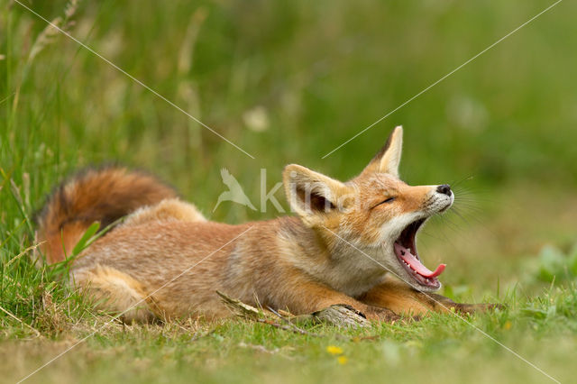 Fox (Vulpes vulpes)