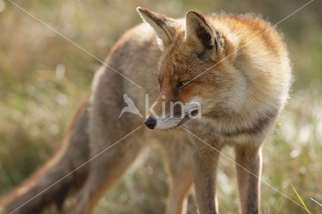 Fox (Vulpes vulpes)