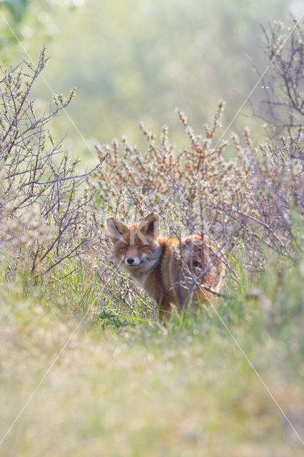 Vos (Vulpes vulpes)