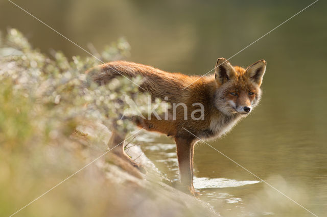 Vos (Vulpes vulpes)