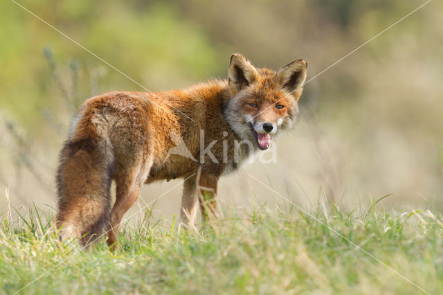 Vos (Vulpes vulpes)