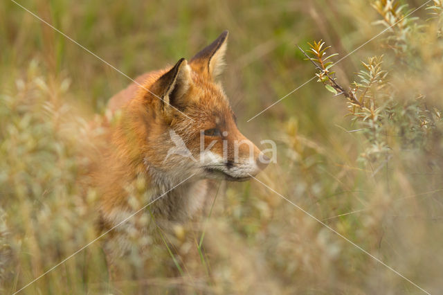 Vos (Vulpes vulpes)