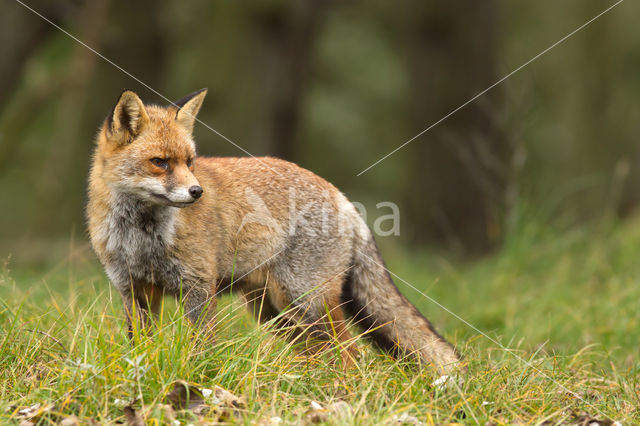 Vos (Vulpes vulpes)