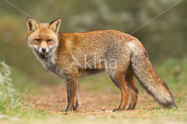 Fox (Vulpes vulpes)