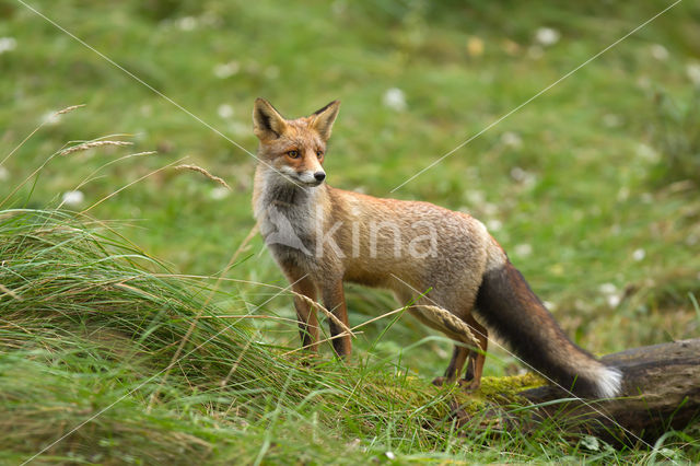 Fox (Vulpes vulpes)