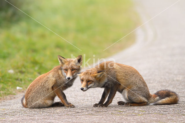 Vos (Vulpes vulpes)