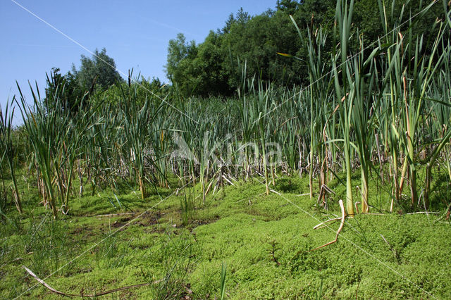 Watercrassula (Crassula helmsii)