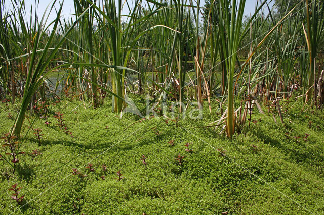 Watercrassula (Crassula helmsii)