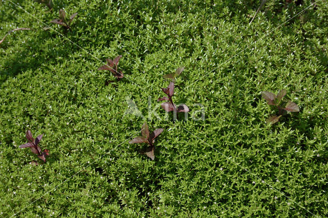 Watercrassula (Crassula helmsii)