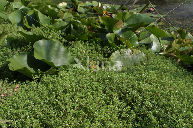 Watercrassula (Crassula helmsii)