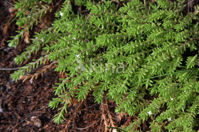 Watercrassula (Crassula helmsii)