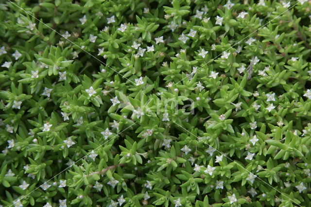 Watercrassula (Crassula helmsii)