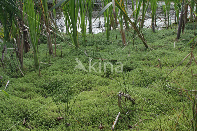Watercrassula (Crassula helmsii)