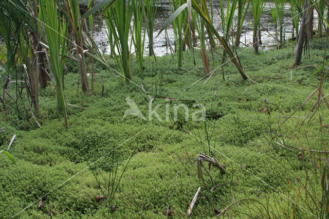 New Zealand Pigmyweed (Crassula helmsii)