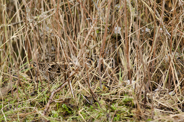 Watersnip (Gallinago gallinago)