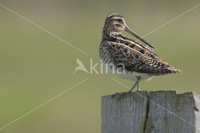 Watersnip (Gallinago gallinago)