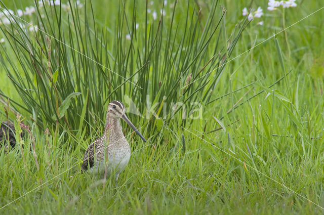 Common Snipe (Gallinago gallinago)