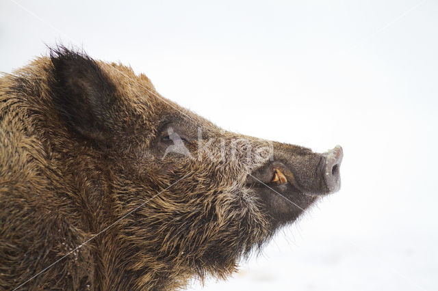 Wild Boar (Sus scrofa)