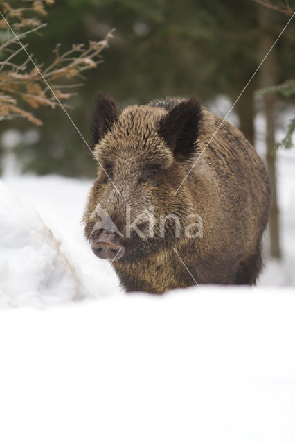 Wild zwijn