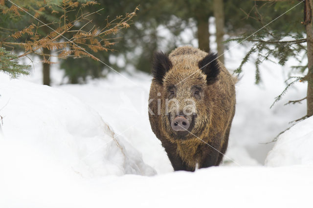 Wild zwijn