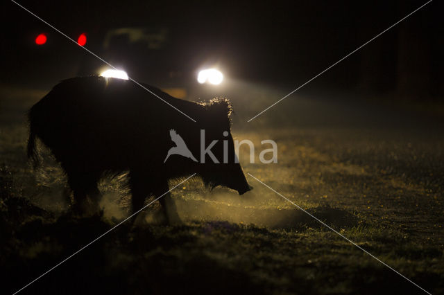 Wild Boar (Sus scrofa)