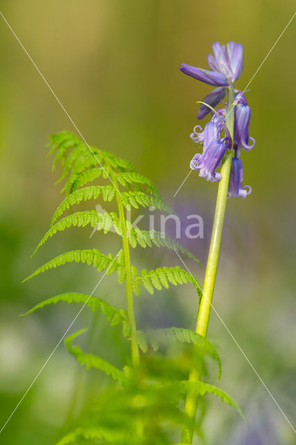 Bluebell (Scilla non-scripta)
