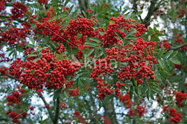 Wilde lijsterbes (Sorbus aucuparia)