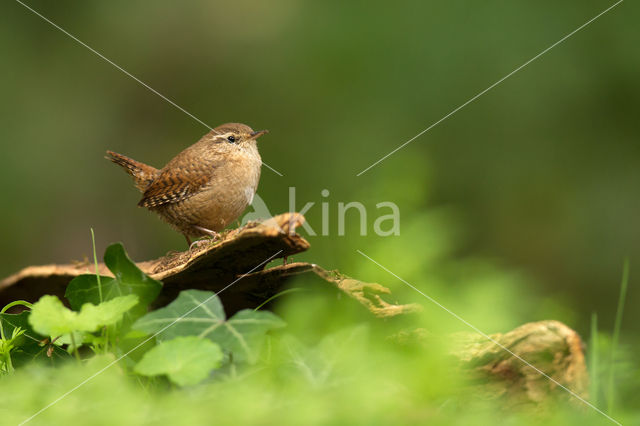 Wren (Troglodytes troglodytes)