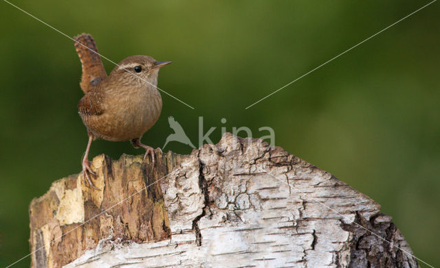 Winterkoning (Troglodytes troglodytes)