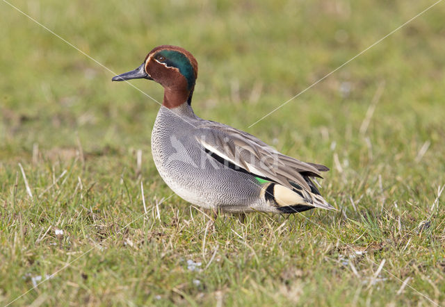 Green-winged Teal (Anas crecca)