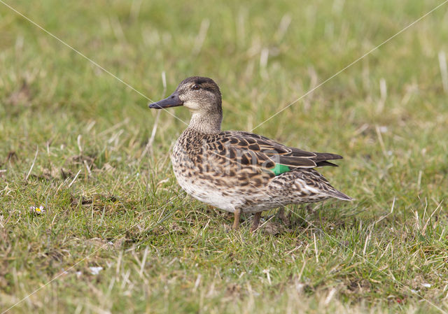 Wintertaling (Anas crecca)