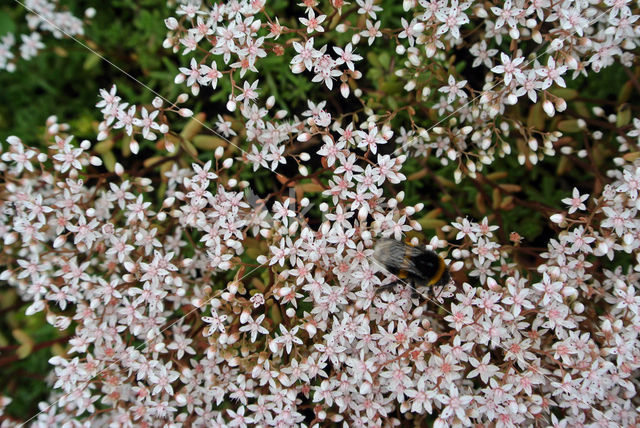 White Stonecrop (Sedum album)