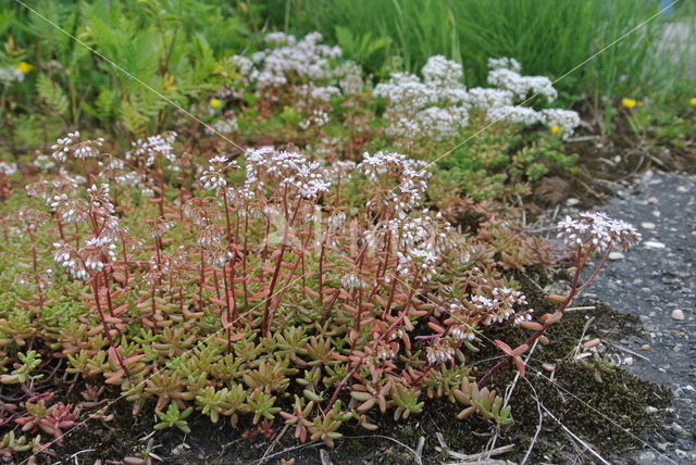 White Stonecrop (Sedum album)