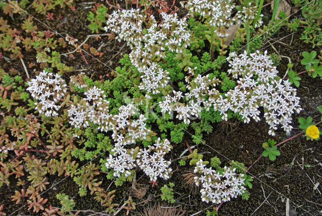 White Stonecrop (Sedum album)