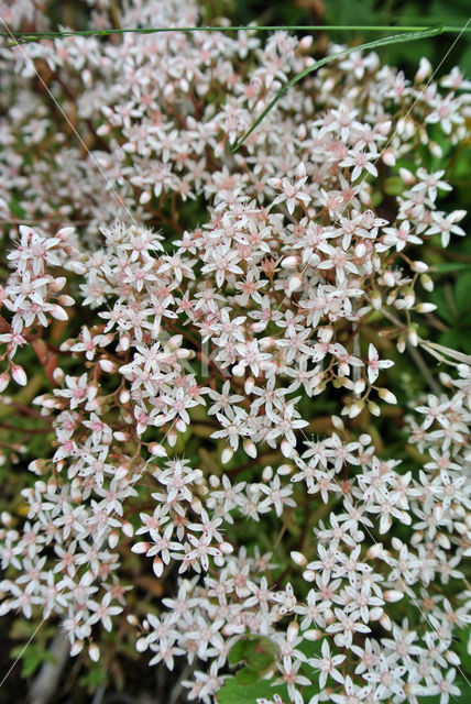 White Stonecrop (Sedum album)