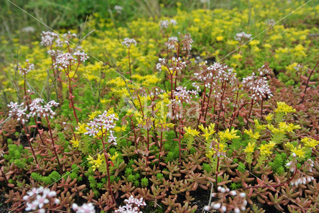 White Stonecrop (Sedum album)