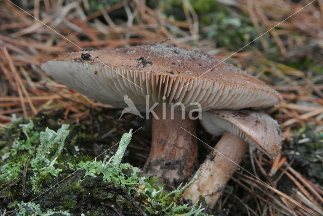 Witbruine ridderzwam (Tricholoma albobrunneum)