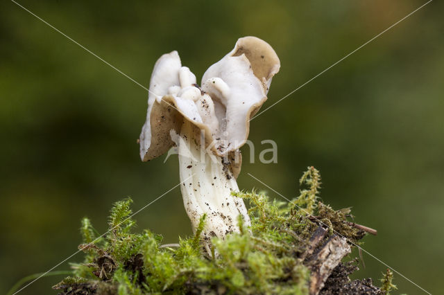 Witte kluifzwam (Helvella crispa)