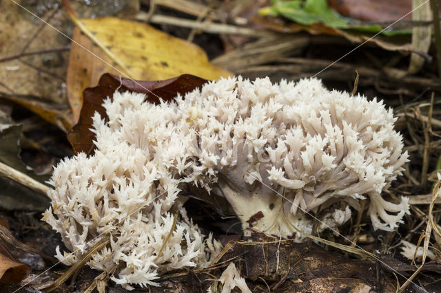 Witte koraalzwam (Clavulina coralloides)