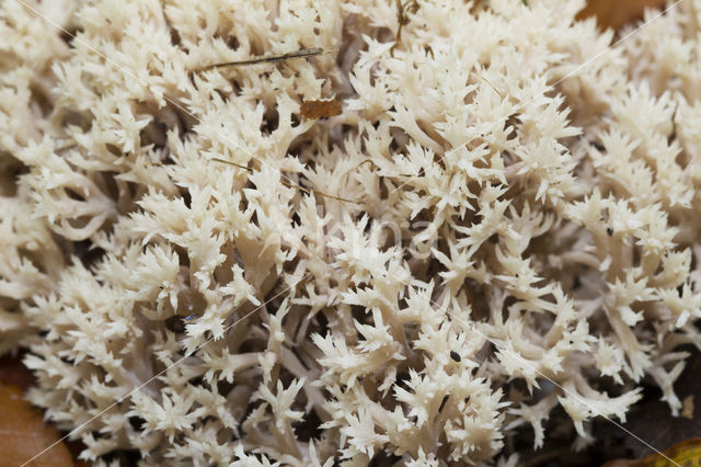 Witte koraalzwam (Clavulina coralloides)