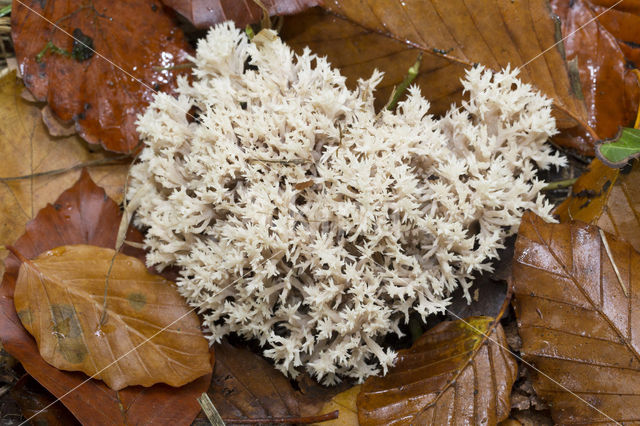 Witte koraalzwam (Clavulina coralloides)