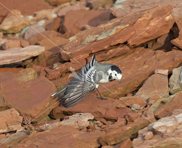 Witte Kwikstaart (Motacilla alba)